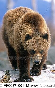 Banco de Imagem - marrom,  urso, 
 ficar,  registro, 
 frontal,  vista, 
 alasca,  fauna. 
fotosearch - busca 
de fotos, imagens 
e clipart