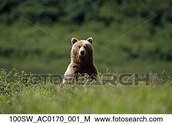 Banco de Imagem - marrom,  urso, 
 ficar,  cima, 
 alto,  capim, 
 mcneil,  estado, 
 jogo. fotosearch 
- busca de fotos, 
imagens e clipart