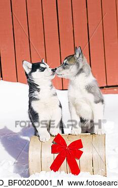 Stock Photo - pair of husky 
puppies on holiday 
decorated toboggan 
kissing colorado. 
fotosearch - search 
stock photos, 
pictures, images, 
and photo clipart