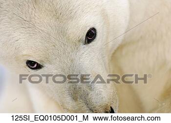 Banco de Imagem - polar,  urso, 
 olhos,  cima, 
 fim,  litoral, 
 planície,  anwr, 
 alasca. fotosearch 
- busca de fotos, 
imagens e clipart