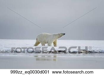 免版税(RF)类图片 - 北极熊, 播种, 走, 在上, 新近