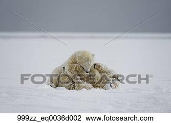 极熊, 幼兽, 玩, 在上, 新近, 形成, 包冰, 1002, 区
