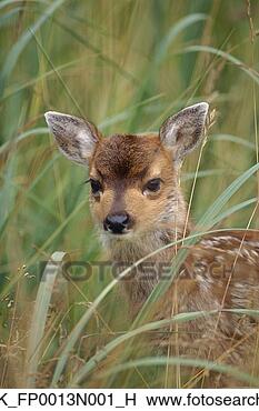 Banco de Imagem - blacktail,   veado, 
  cervato,   ficar, 
  capim,   alasca, 
  fauna. fotosearch 
- busca de fotos, 
imagens e clipart