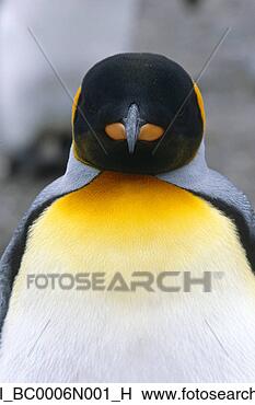 Banco de Imagem - closeup,  rei, 
 pingüim,  sul, 
 geórgia,  ilha, 
 antárctico,  
verão. fotosearch 
- busca de fotos, 
imagens e clipart