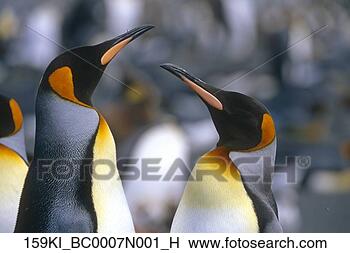 Banco de Imagem - closeup,   rei, 
  pingüins,   
colônia,   sul, 
  geórgia,   ilha. 
fotosearch - busca 
de fotos, imagens 
e clipart