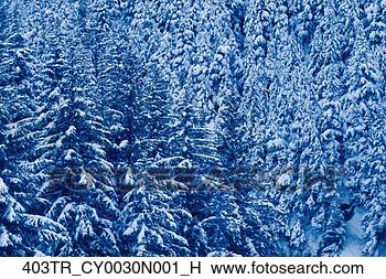 Banco de Imagem - gelado,  wintry, 
 neve,  carregado, 
 asseado,  floresta, 
 southcentral. 
fotosearch - busca 
de fotos, imagens 
e clipart