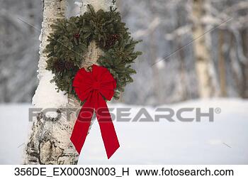 Stock Photo - holiday wreath 
w/red ribbon hanging 
on birch tree 
mat-su valley. 
fotosearch - search 
stock photos, 
pictures, images, 
and photo clipart