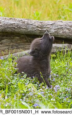 Banco de Imagem - jovem,  lobo, 
 filhote cachorro, 
 wildflowers, 
 uive,  minnesota. 
fotosearch - busca 
de fotos, imagens 
e clipart