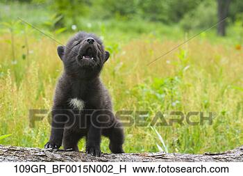 Banco de Imagem - jovem,  lobo, 
 filhote cachorro, 
 wildflowers, 
 uive,  minnesota. 
fotosearch - busca 
de fotos, imagens 
e clipart