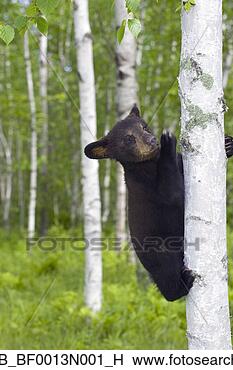 Banco de Imagem - jovem,   pretas, 
  urso,   filhote, 
  vidoeiro,   
árvore. fotosearch 
- busca de fotos, 
imagens e clipart