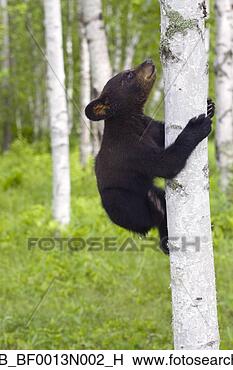 Banco de Imagem - jovem,   pretas, 
  urso,   filhote, 
  vidoeiro,   
árvore. fotosearch 
- busca de fotos, 
imagens e clipart