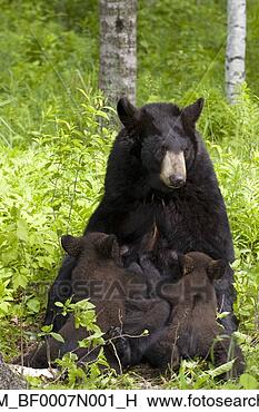 Banco de Imagem - mãe,  pretas, 
 urso,  amamentação, 
 nascente,  filhotes, 
 floresta. fotosearch 
- busca de fotos, 
imagens e clipart