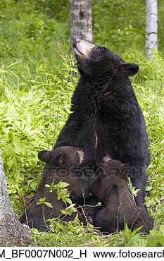 Banco de Imagem - mãe,  pretas, 
 urso,  amamentação, 
 nascente,  filhotes, 
 floresta. fotosearch 
- busca de fotos, 
imagens e clipart