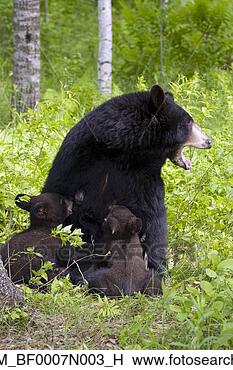 Banco de Imagem - mãe,  pretas, 
 urso,  amamentação, 
 nascente,  filhotes, 
 floresta. fotosearch 
- busca de fotos, 
imagens e clipart