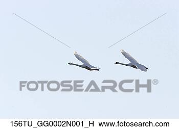 Banco de Imagem - par,  tundra, 
 cisnes,  vôo, 
 southcentral, 
 alasca,  outono. 
fotosearch - busca 
de fotos, imagens 
e clipart