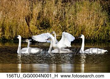 Banco de Imagem - rebanho,   tundra, 
  cisnes,   pequeno, 
  lagoa,   southcentral. 
fotosearch - busca 
de fotos, imagens 
e clipart