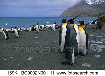 Banco de Imagem - rei,  pingüins, 
 recolhido,  praia, 
 sul,  geórgia, 
 ilha,  sulista. 
fotosearch - busca 
de fotos, imagens 
e clipart