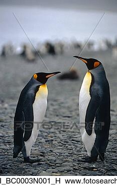 Banco de Imagem - rei,  pingüins, 
 recolhido,  praia, 
 sul,  geórgia, 
 ilha,  sulista. 
fotosearch - busca 
de fotos, imagens 
e clipart