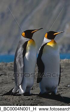 Banco de Imagem - rei,  pingüins, 
 recolhido,  praia, 
 sul,  geórgia, 
 ilha,  sulista. 
fotosearch - busca 
de fotos, imagens 
e clipart