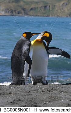 Banco de Imagem - rei,  pingüins, 
 recolhido,  praia, 
 sul,  geórgia, 
 ilha,  sulista. 
fotosearch - busca 
de fotos, imagens 
e clipart