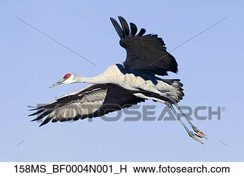 Banco de Imagem - sandhill,  guindaste, 
 vôo,  bosque, 
 apache,  novo, 
 méxico,  inverno. 
fotosearch - busca 
de fotos, imagens 
e clipart