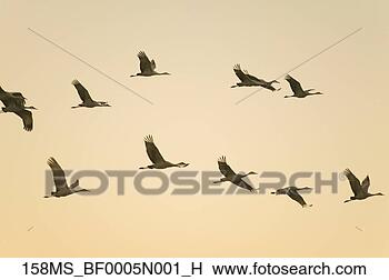 Banco de Imagem - sandhill,   guindastes, 
  vôo,   pôr do 
sol,   bosque, 
  apache. fotosearch 
- busca de fotos, 
imagens e clipart