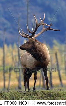 Banco de Imagem - touro,  alce, 
 ficar,  capim, 
 cativo,  alasca, 
 fauna,  conservação. 
fotosearch - busca 
de fotos, imagens 
e clipart
