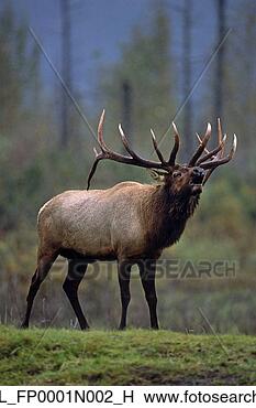 Banco de Imagem - touro,  alce, 
 ficar,  capim, 
 cativo,  alasca, 
 fauna,  conservação. 
fotosearch - busca 
de fotos, imagens 
e clipart