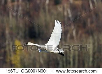 Banco de Imagem - tundra,  cisne, 
 vôo,  southcentral, 
 alasca,  outono. 
fotosearch - busca 
de fotos, imagens 
e clipart