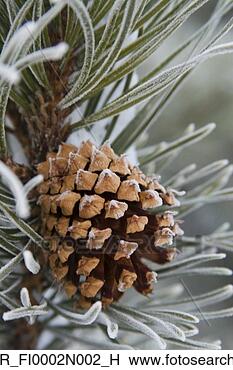 Stock Photo - close-up image 
of frost-covered 
pine cone on branch 
in winter. fotosearch 
- search stock 
photos, pictures, 
images, and photo 
clipart