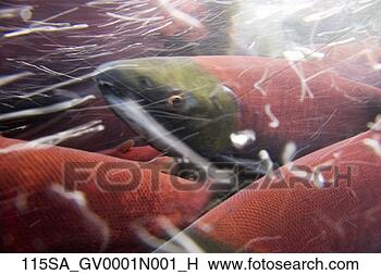 Stock Photo - close up underwater 
shot of sockeye 
red salmon in 
spawning phase 
bear. fotosearch 
- search stock 
photos, pictures, 
images, and photo 
clipart