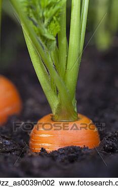 图吧 - 宏, 在中, 胡萝卜, 生长, 在中, 土壤, 在中,