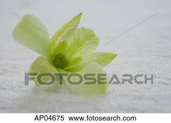 Hazır Görüntü - buna rağmen,  
yaşam,  beyaz, 
 orkide,  çiçek. 
fotosearch - foto, 
resim, görüntü 
ve foto klipart 
ara