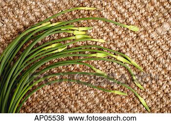 Hazır Fotoğraf - salkim,  chives. 
fotosearch - foto, 
resim, görüntü 
ve foto klipart 
ara