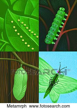 Clip Art - metamorphosis. 
fotosearch - search 
clipart, illustration, 
drawings and vector 
eps graphics images