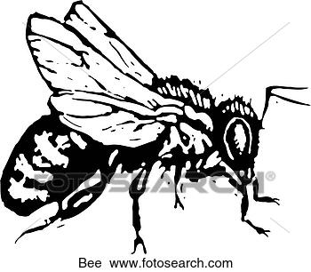 Clipart - bee. fotosearch 
- search clipart, 
illustration, 
drawings and vector 
eps graphics images