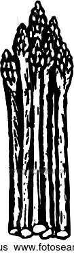 Clip Art - asparagus. fotosearch 
- search clipart, 
illustration, 
drawings and vector 
eps graphics images