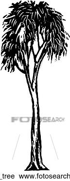 Clipart - gum tree. fotosearch 
- search clipart, 
illustration, 
drawings and vector 
eps graphics images