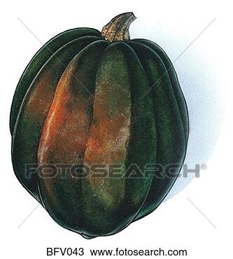 Desenho - bolota,  squash. 
fotosearch - busca 
de ilustrações 
clipeart e desenhos