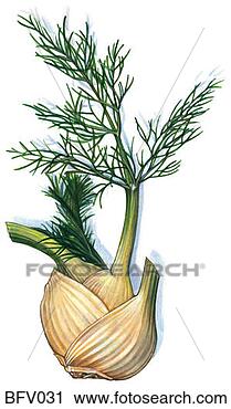 Clipart - funcho,  bulbo. 
fotosearch - busca 
de ilustrações 
clipeart e desenhos
