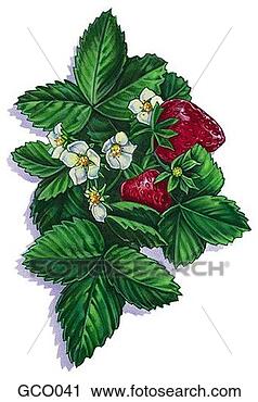 Clipart - fresco,  morangos. 
fotosearch - busca 
de ilustrações 
clipeart e desenhos