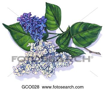 Stock Illustration - lilac blossom. 
fotosearch - search 
clipart, illustration, 
drawings and vector 
eps graphics images