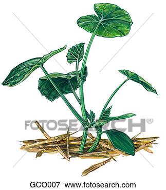 Stock Illustration - pumpkin plant. 
fotosearch - search 
clipart, illustration, 
drawings and vector 
eps graphics images
