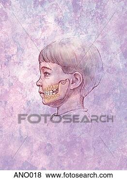 Stock Illustration - boy's profile 
& jaw. fotosearch 
- search clipart, 
illustration, 
drawings and vector 
eps graphics images