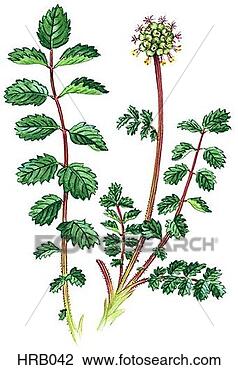Clip Art - salad burnet. 
fotosearch - search 
clipart, illustration, 
drawings and vector 
eps graphics images