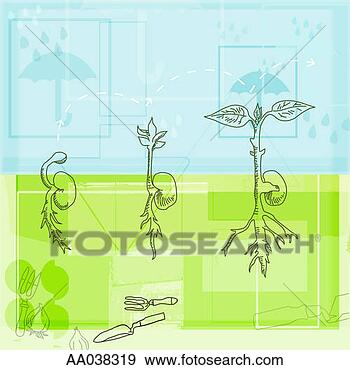 Stock Illustration - stages of plant 
growth. fotosearch 
- search clipart, 
illustration, 
drawings and vector 
eps graphics images