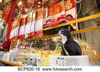 Stock Photo - cat sitting with 
merchandise in 
hong kong shop. 
fotosearch - search 
stock photos, 
pictures, images, 
and photo clipart
