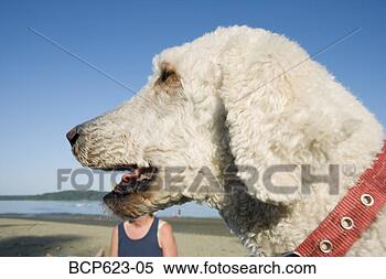 Stock Image - closeup of dog 
at the beach. 
fotosearch - search 
stock photos, 
pictures, images, 
and photo clipart