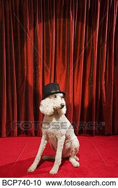 Stock Photography - dog wearing top 
hat on stage. 
fotosearch - search 
stock photos, 
pictures, images, 
and photo clipart