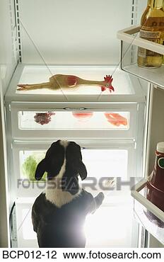Stock Photo - rear view of dog 
climbing into 
a refrigerator. 
fotosearch - search 
stock photos, 
pictures, images, 
and photo clipart